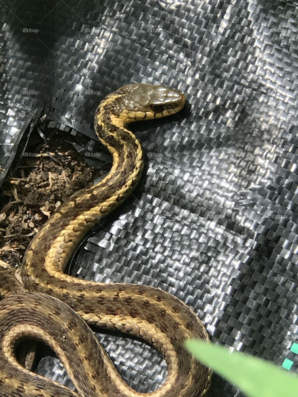 Garden snake laying on a warm tarp
