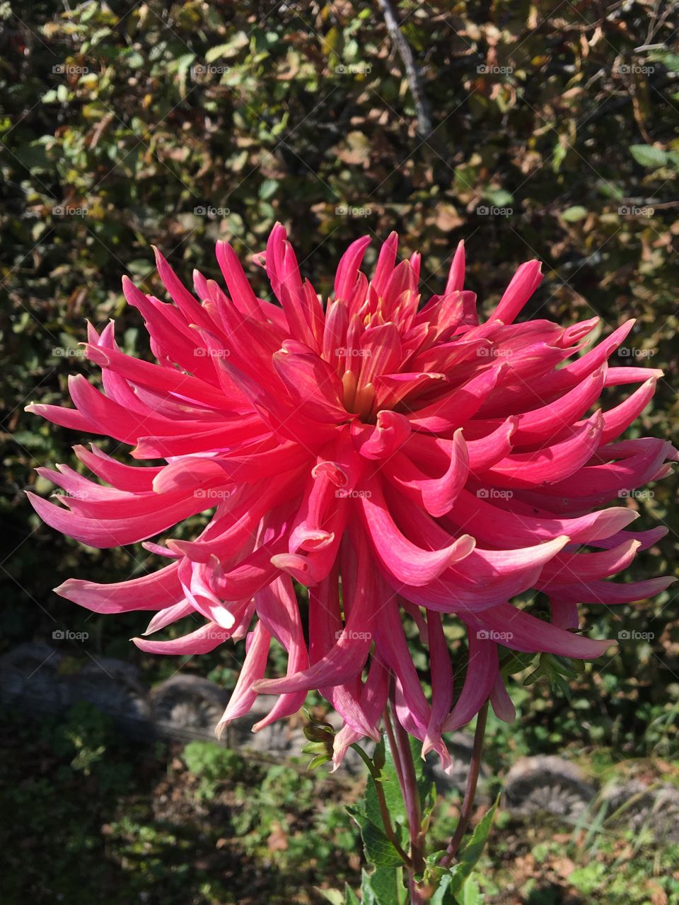 Great autumnal dahlia blooming with colored leaves in background 