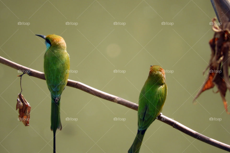 Amazing Bird #Vadodara