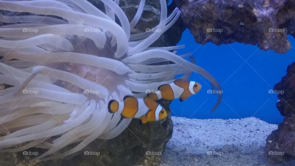 Nemo.....