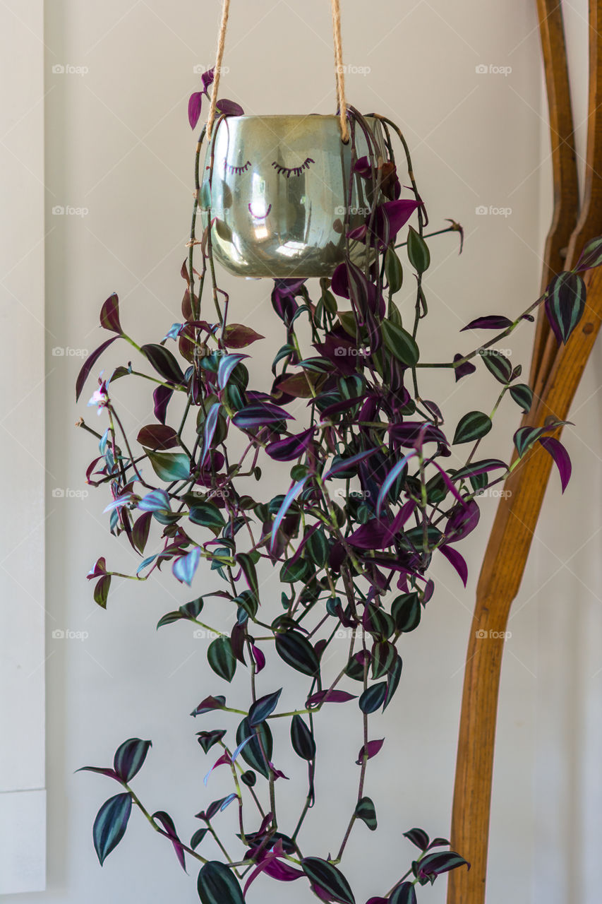 Purple Wandering Jew Vine Plant