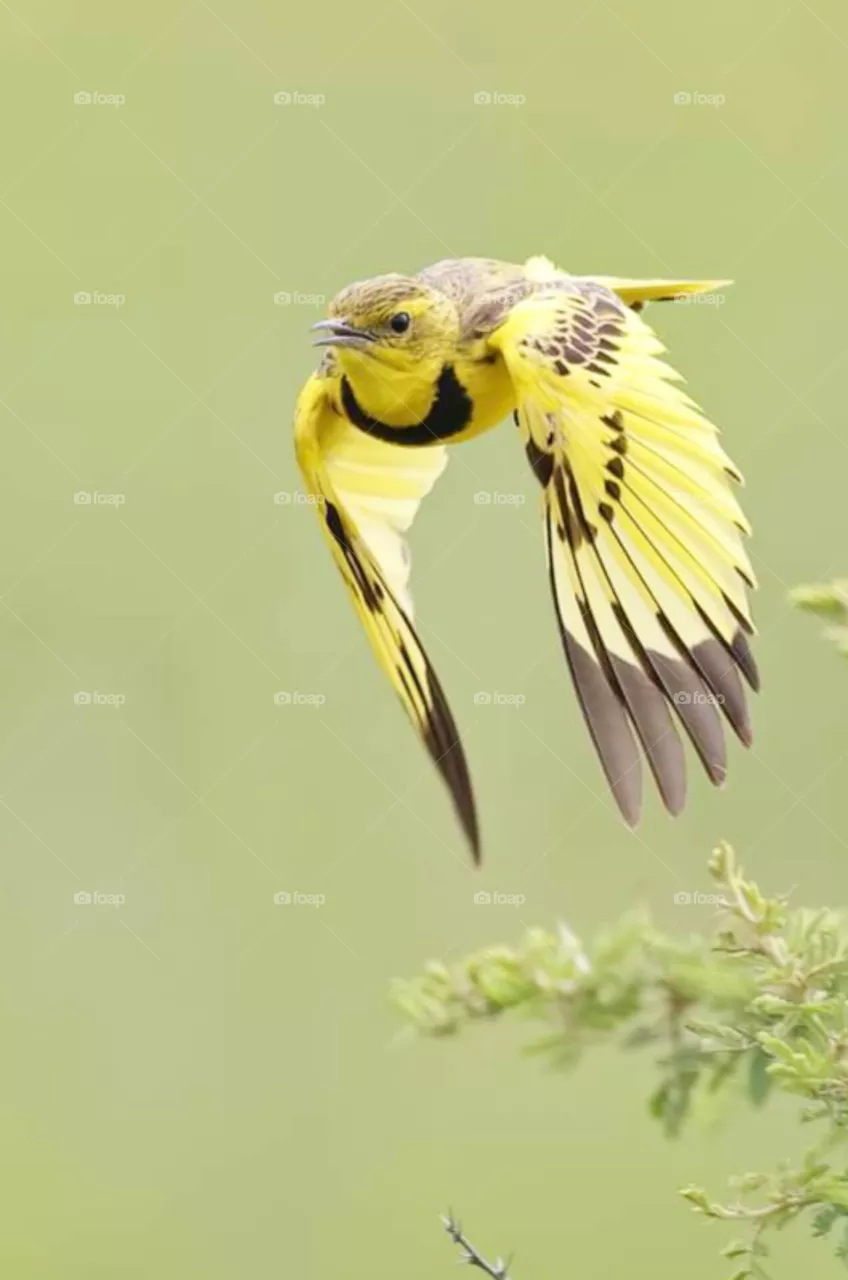beautiful bird