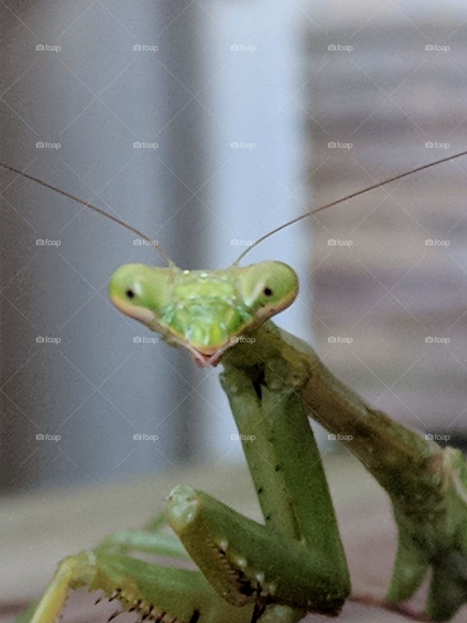mantis portrait