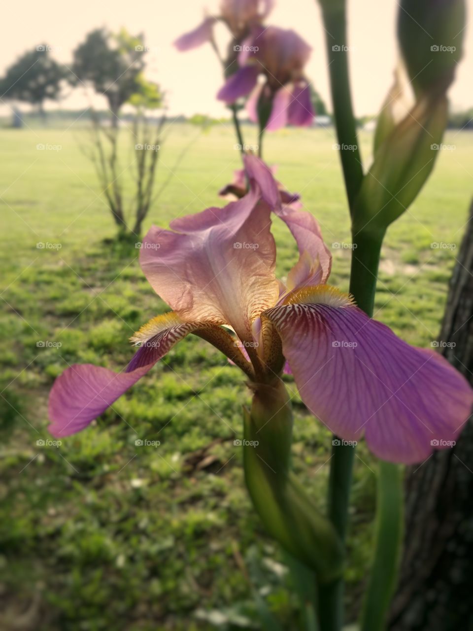 A pink Iris in the golden hour of sundown in spring with beautiful green grass background