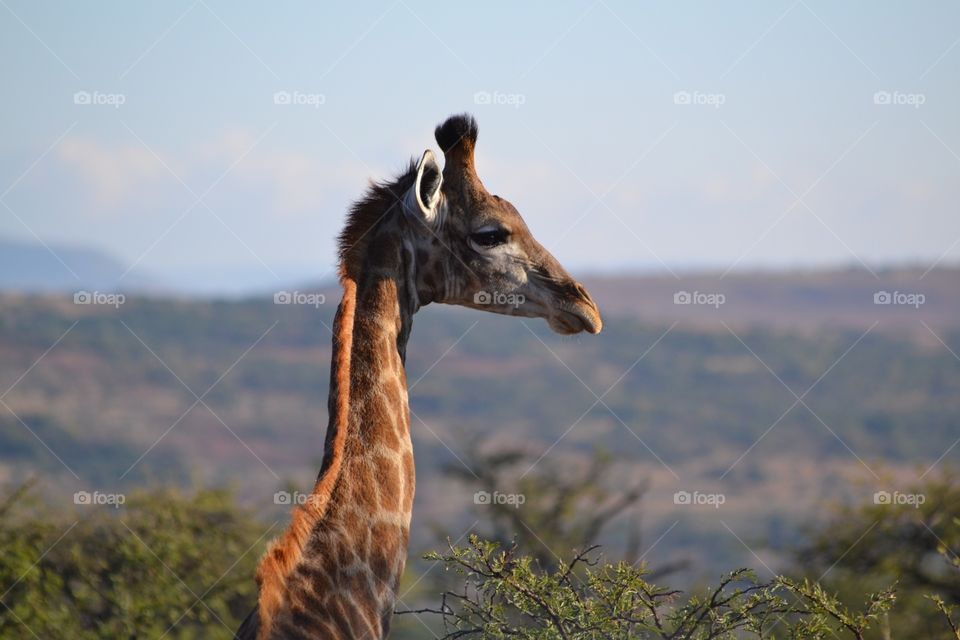 Close-up of giraffe outdoors