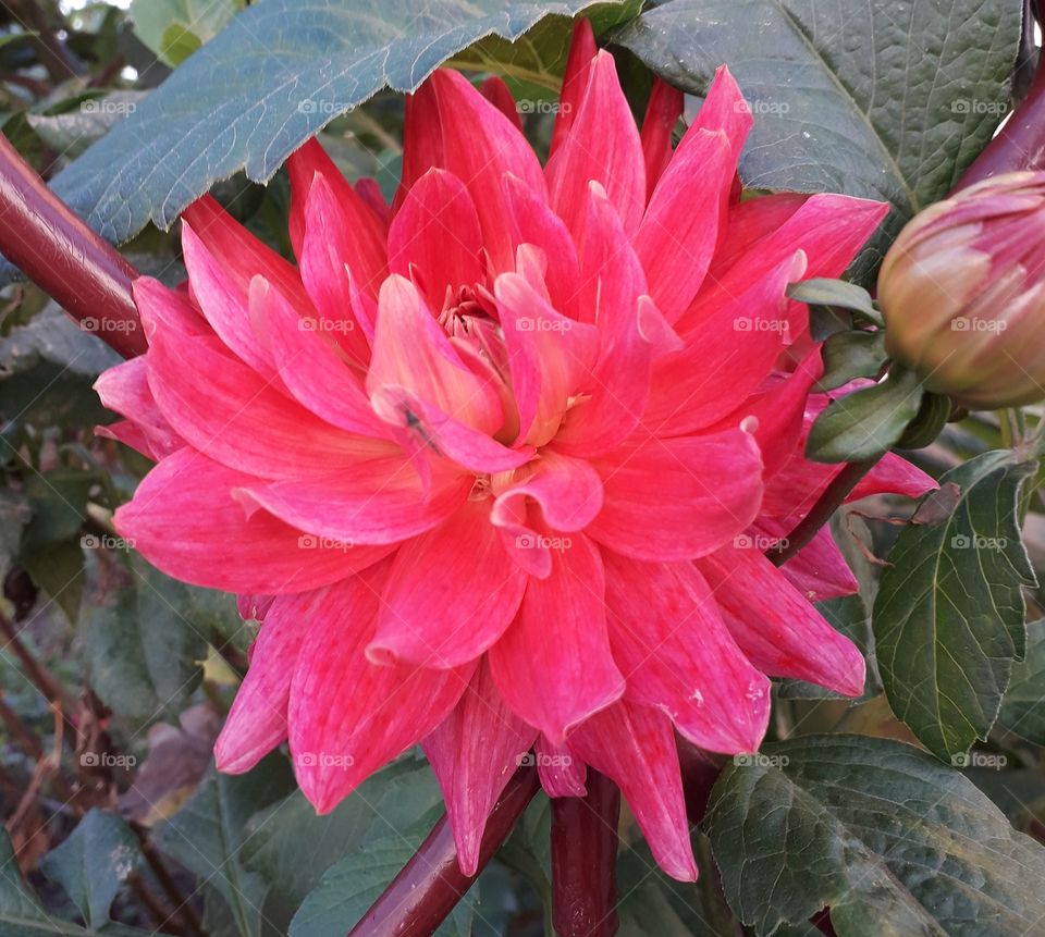 walk at golden hour - pink dahlia in bloom