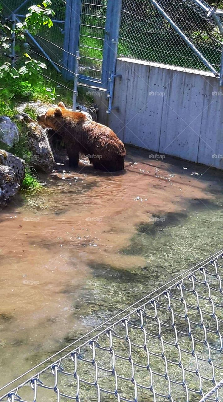 Bear after a calming bath