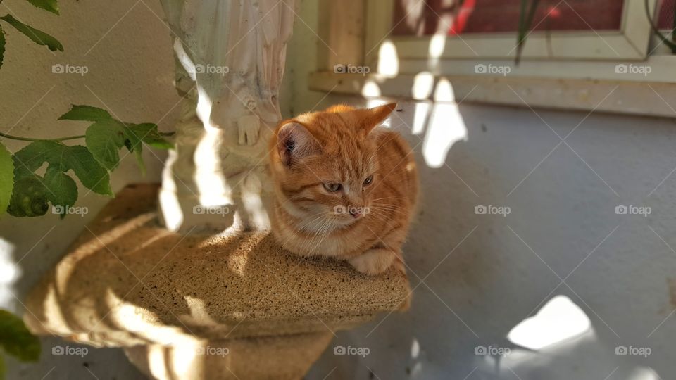 Orange quiet cat