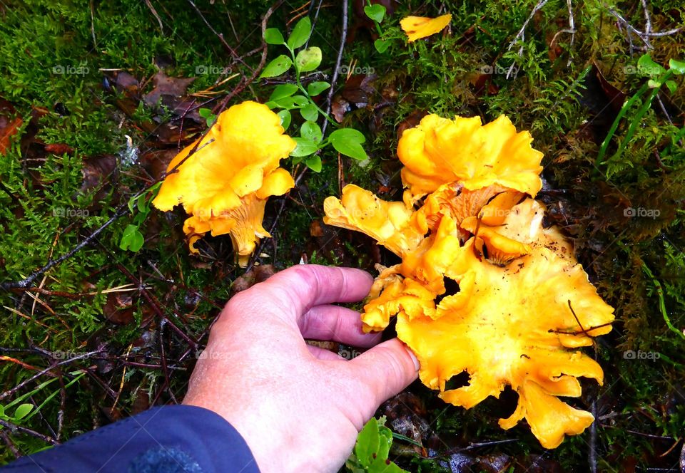 Picking chanterelles