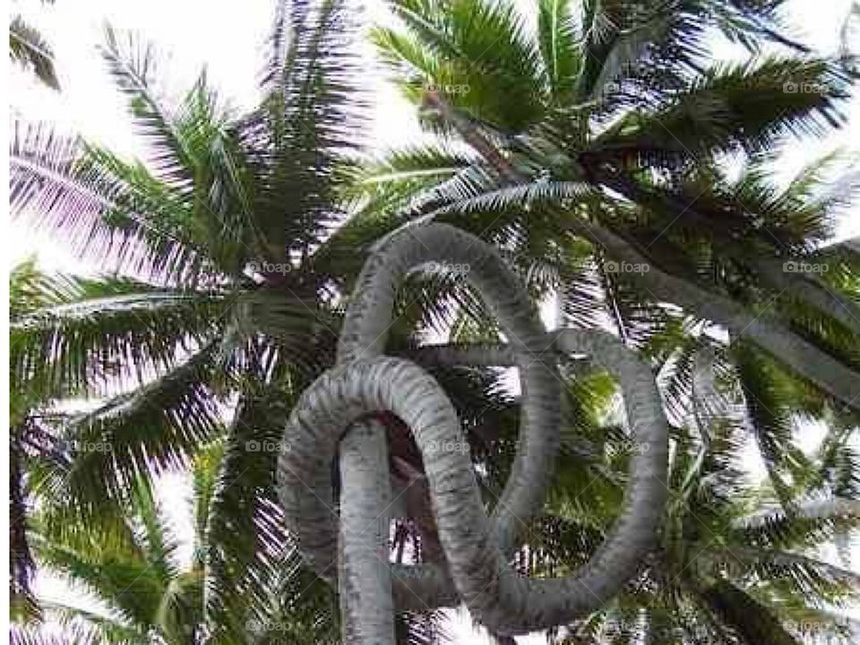 Coconut trees