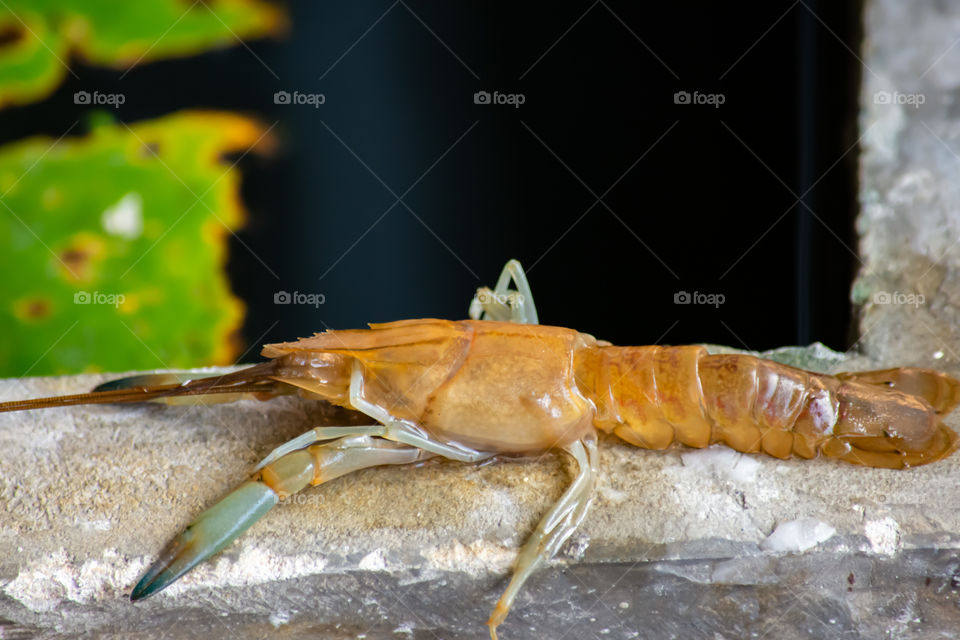 Shrimp crayfish dead on the cement.