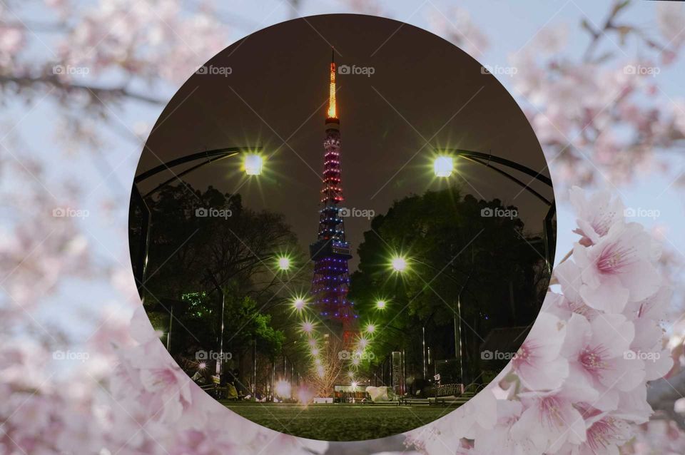 tokyo tower and cherryblossom