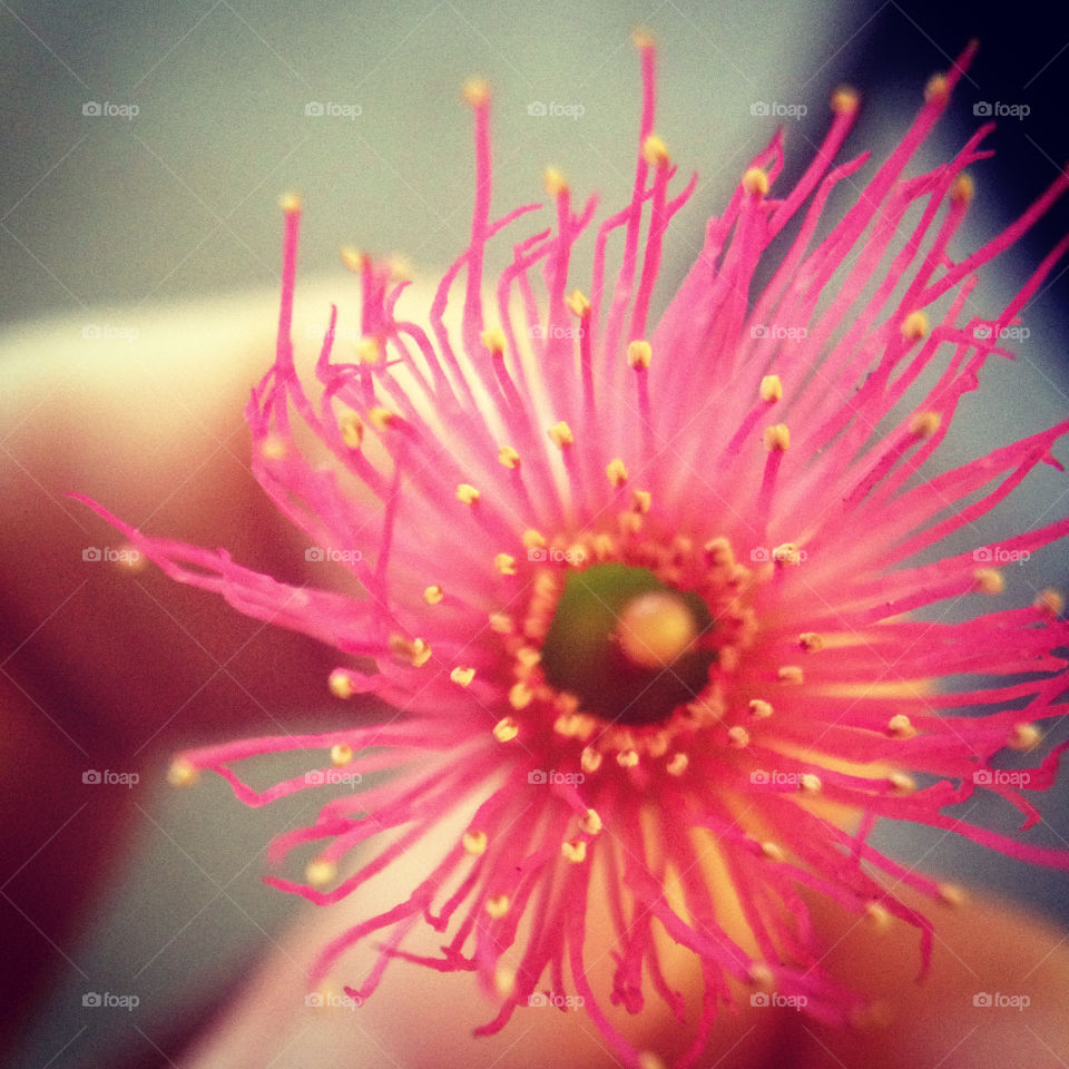 Picked a Flower
