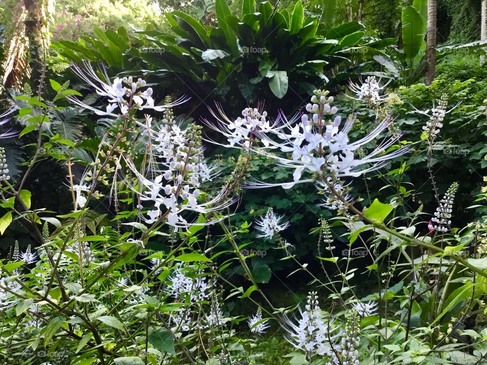 At Hawaii Tropical Botanical Garden