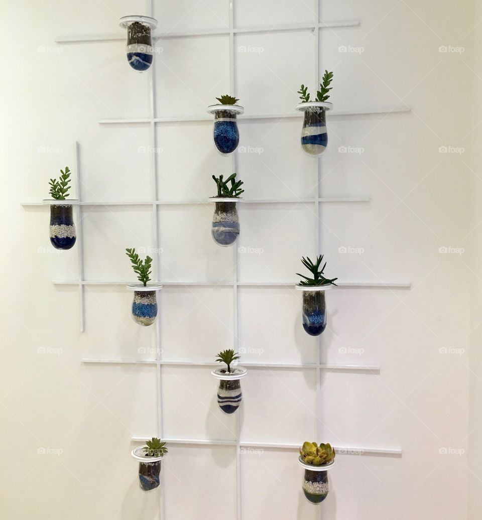 Cactus plants on wall 