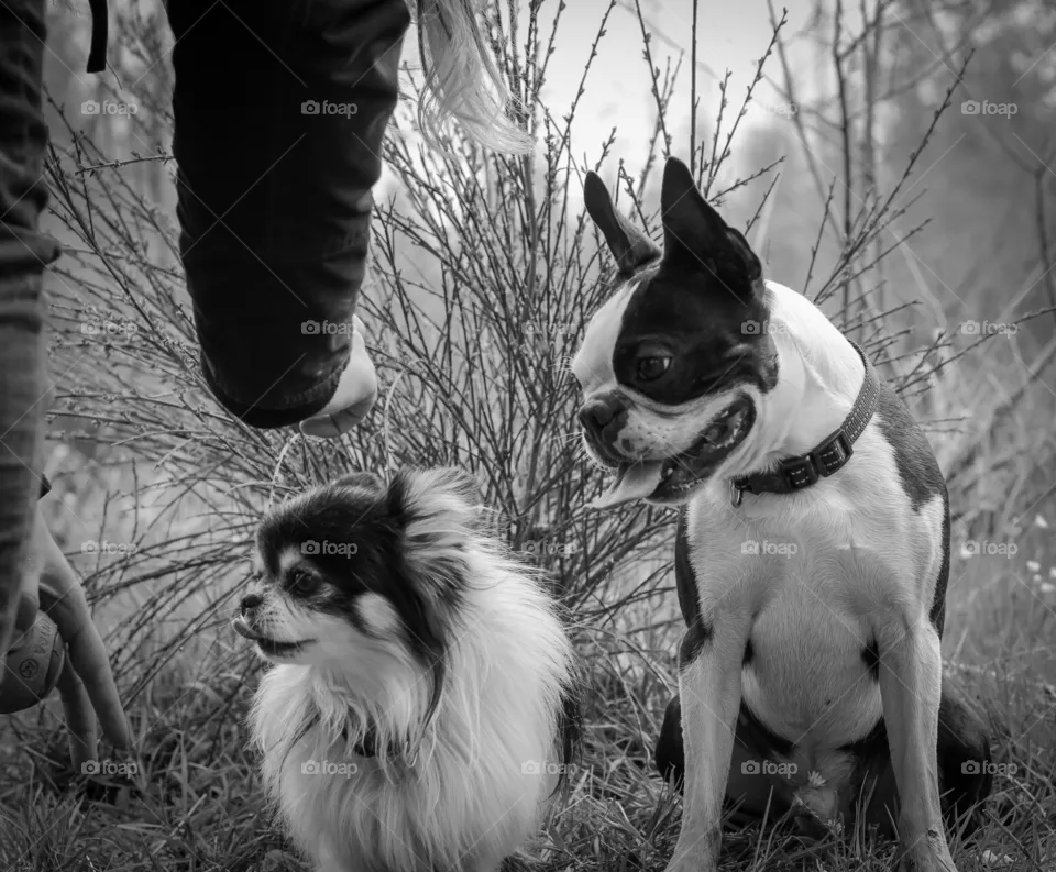 Fluffy and George