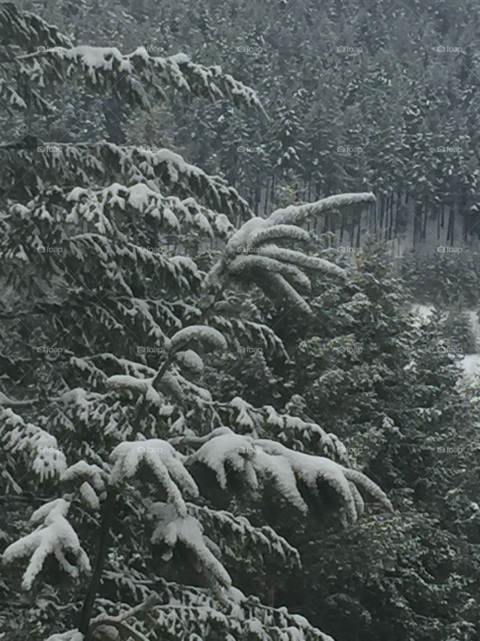 Snow covered evergreens 