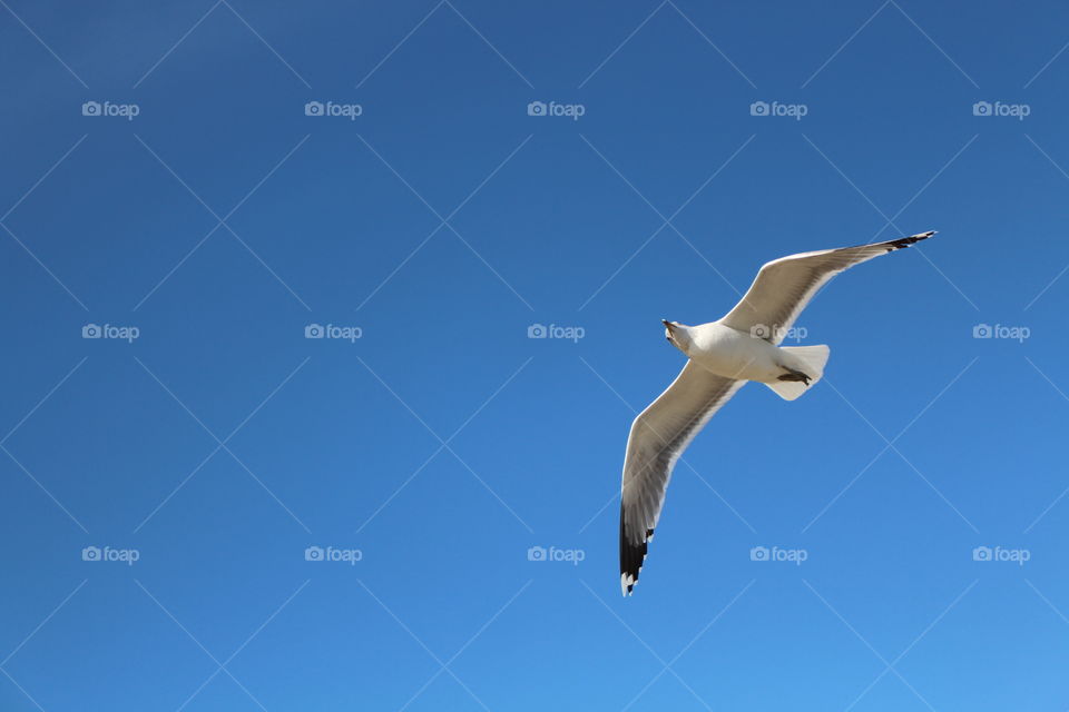 Seagulls, Bird, Sky, No Person, Flight