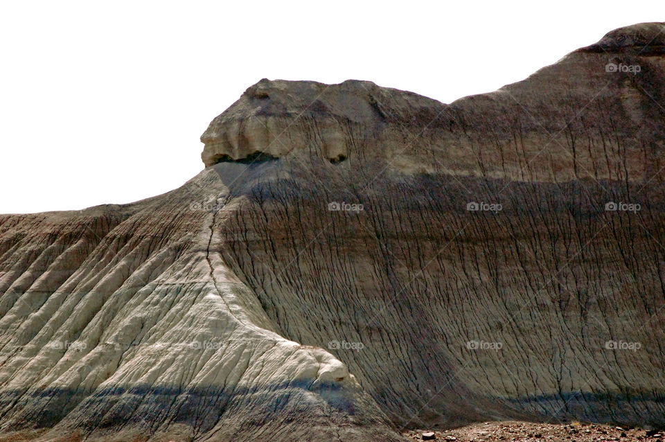 arizona forest petrified by refocusphoto