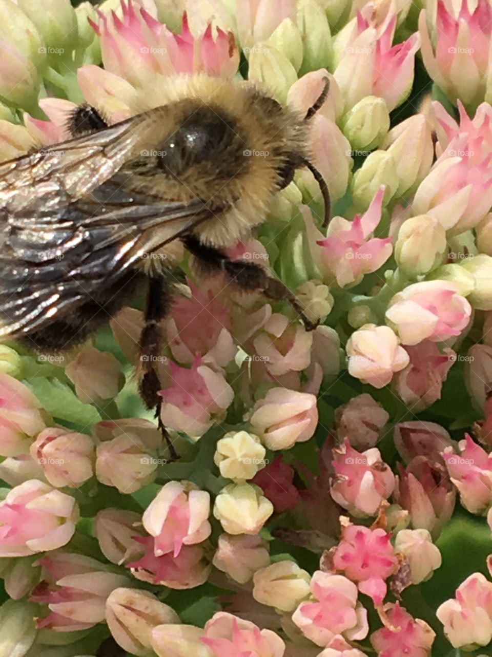 Busy Bee - macro photography 