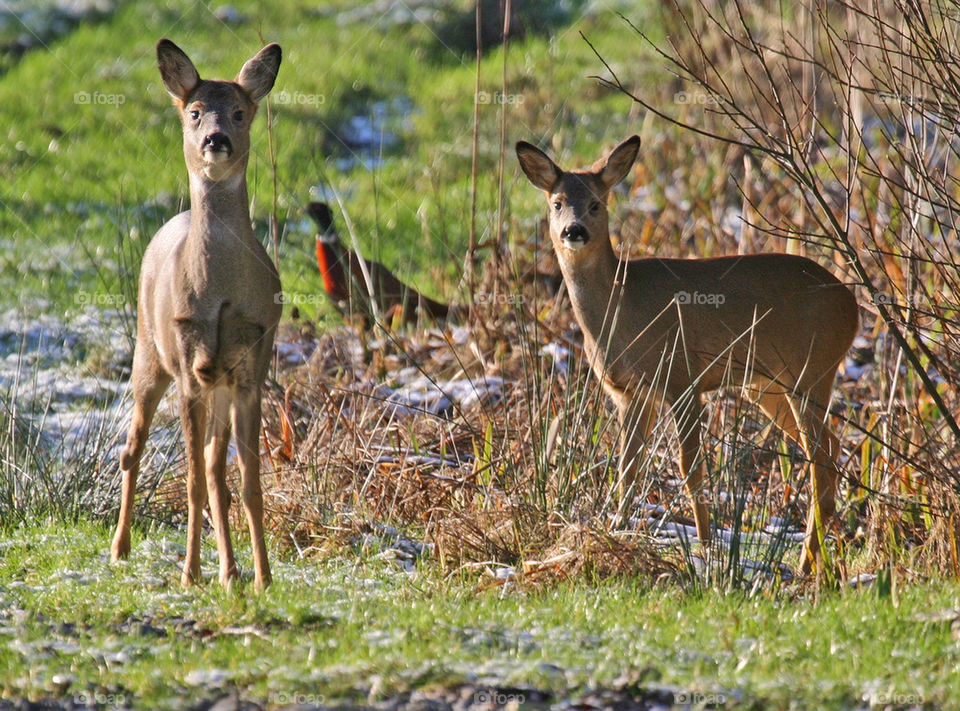 Two deer standing on the grassy land