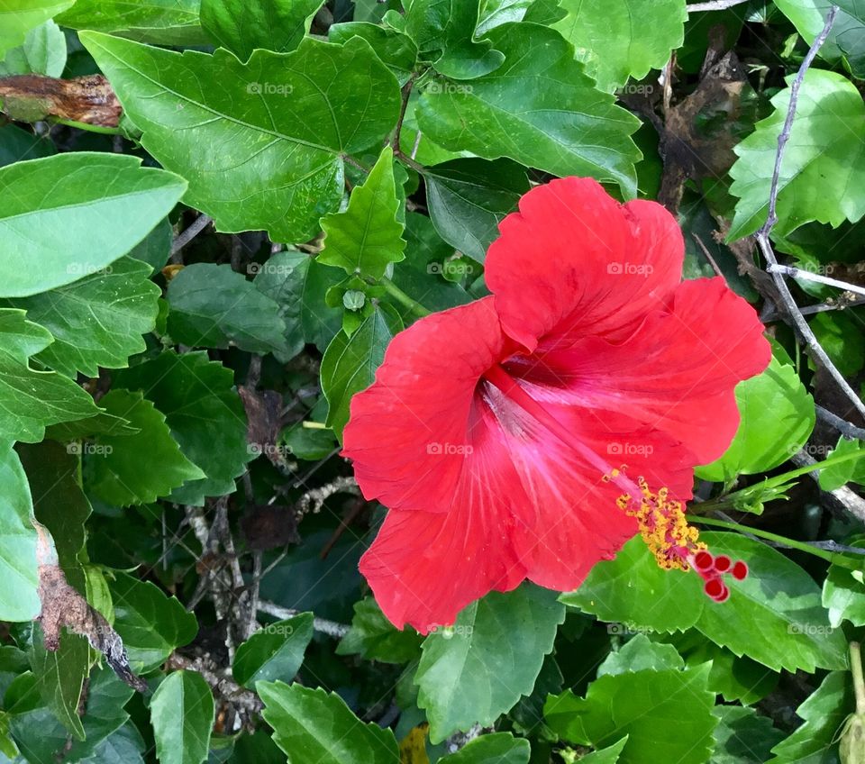 Hibiscus rosa-sinensis - the flowers only last one day, but since they do not need to be placed in water, they are a popular choice for wearing in your hair here in Hawaii.