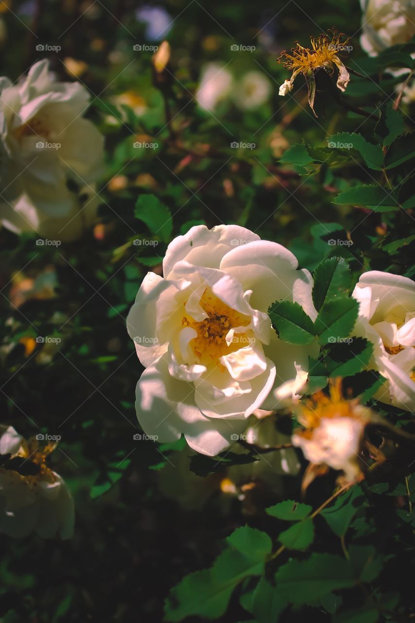 Rosa chinensis