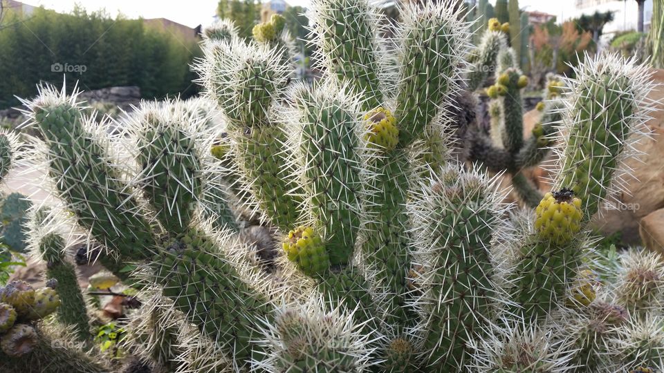 Cactus close-up. Spain.