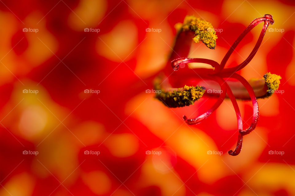 Macro image of flower and stem of red and yellow lily.
