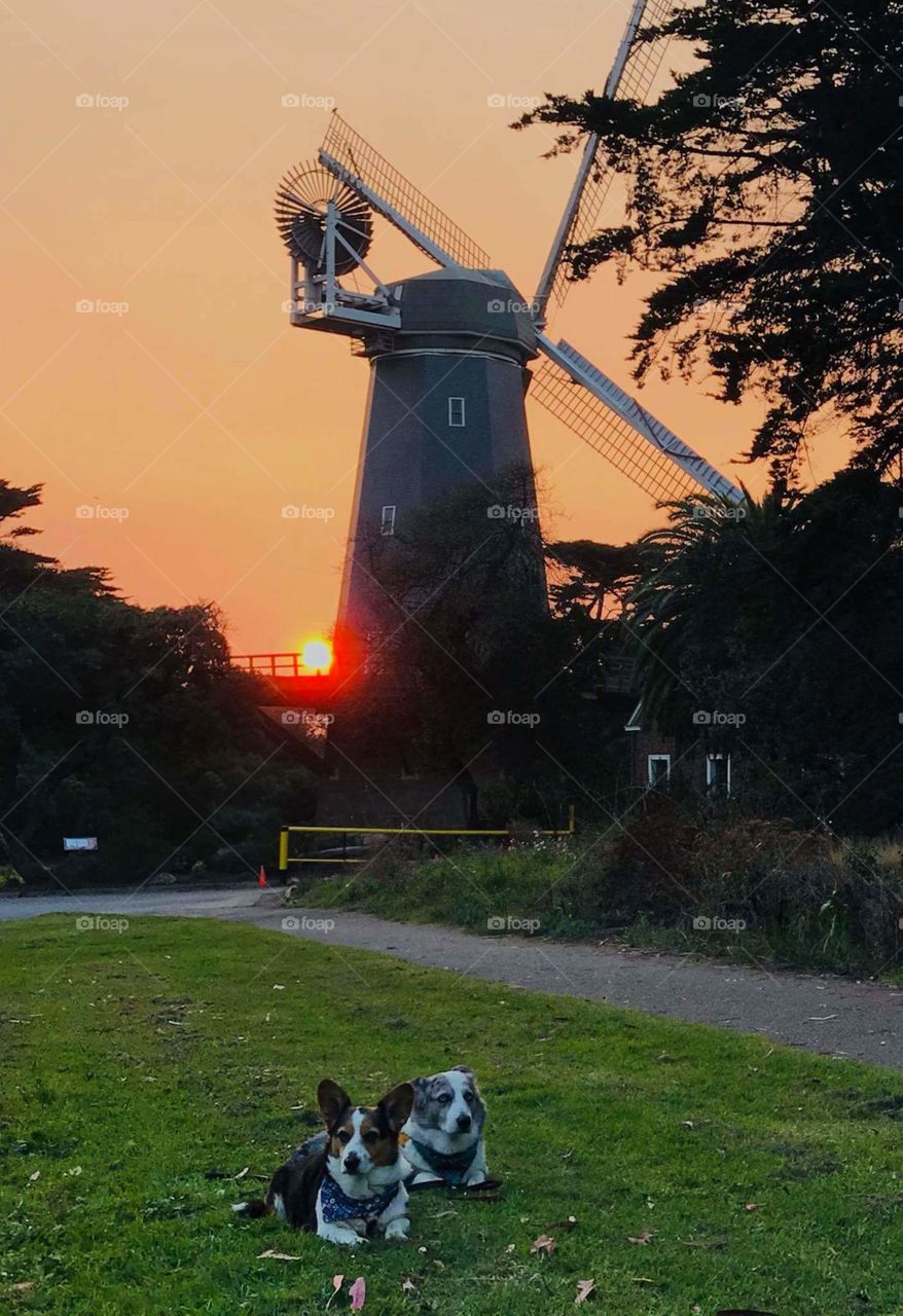 My friend's dogs at Murphey's Windmill at sunset.