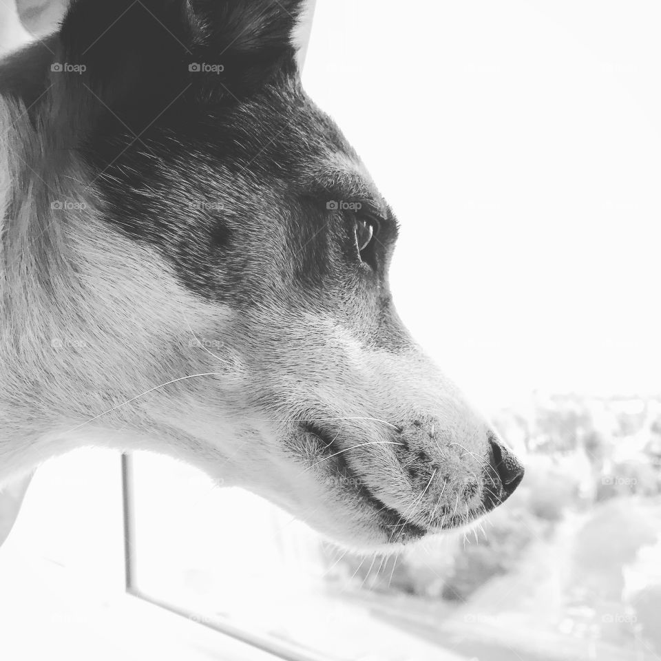 Side profile of a Jack Russell Terrier dog observing something outside a window. In black and white. 