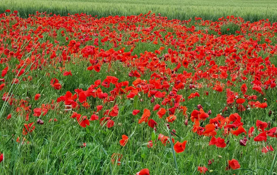 papaveri
