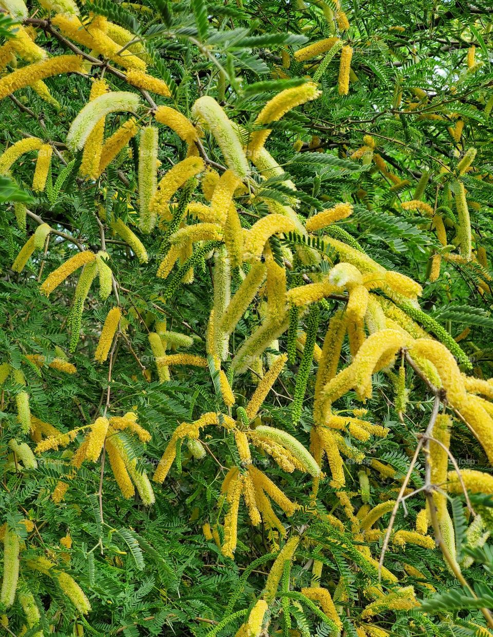 Mesquite Tree in Spring Bloom
