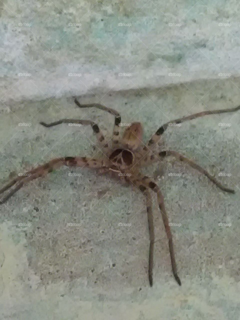 this is a very beautiful but dangerous bigger spider .