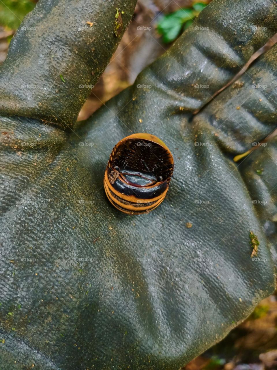 Cubaris sp. Isopods protect themselves on the ground in the tropical rain forest