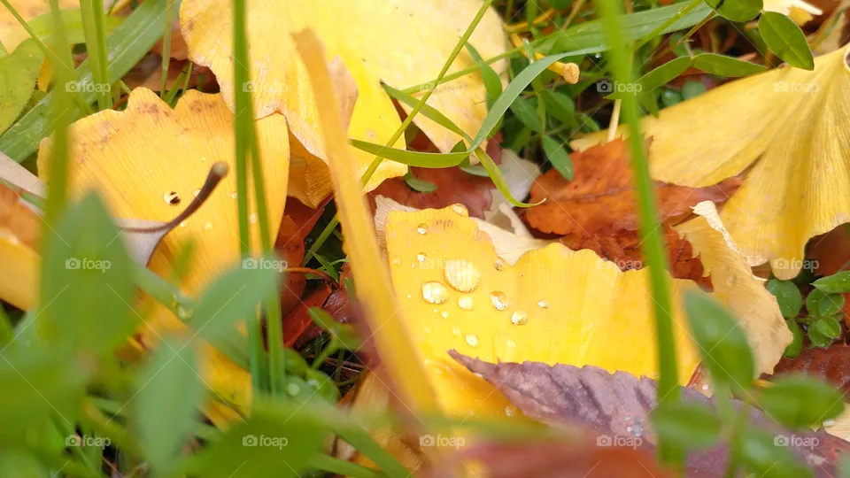 Autumn leaf 