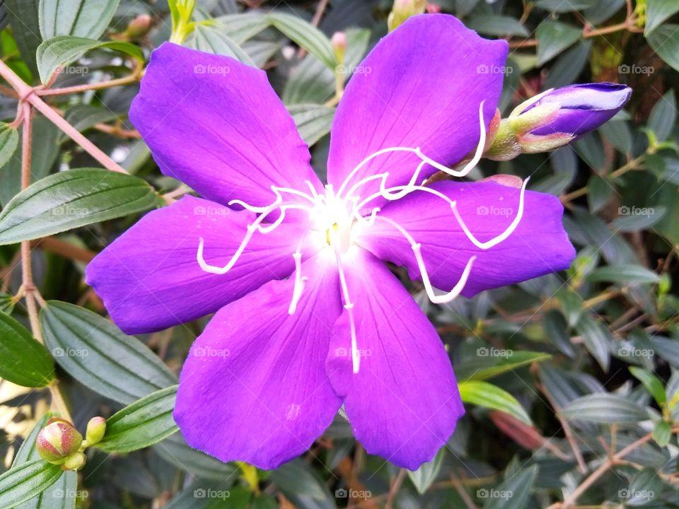 Purple flower.