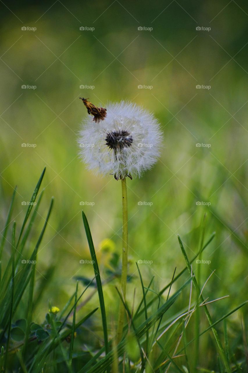 Taraxacum plant 