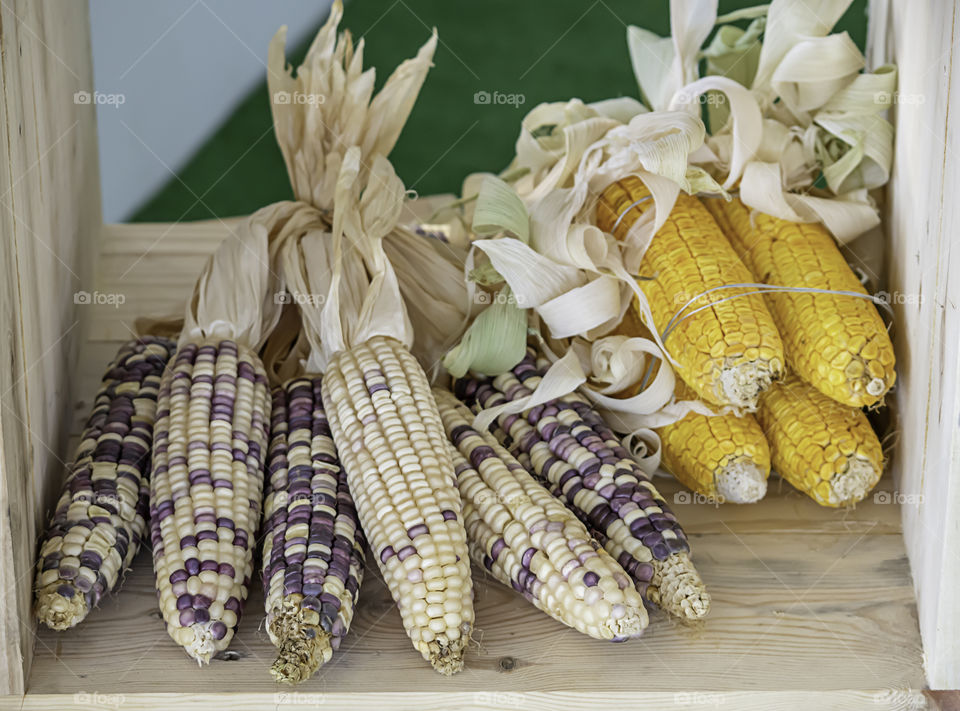 Corn drying on wood for the seeds to cultivate