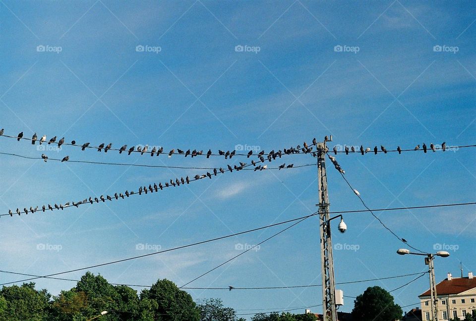 Birds sitting on a electric wire 