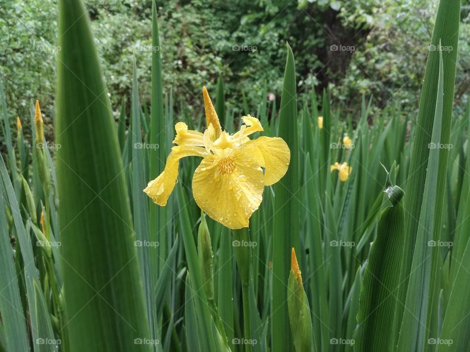 Rainy day in the park, found this flower blooming.