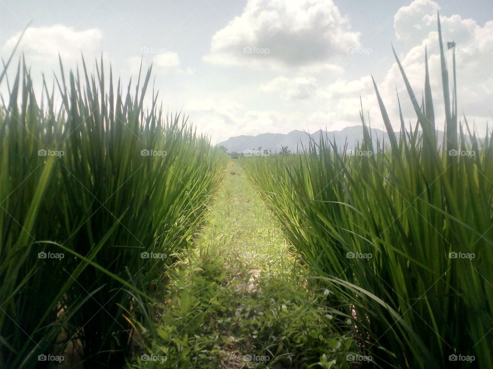 views of rice fields!!!