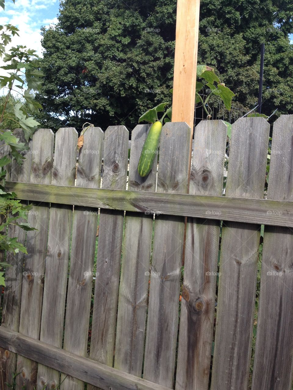 Fence cucumber