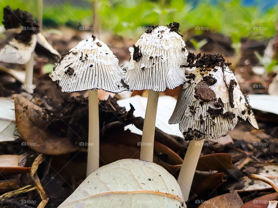 Three mushrooms emerging from garden mulch after a Spring shower.