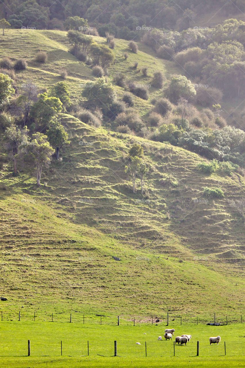 Sheeps on the grassy land