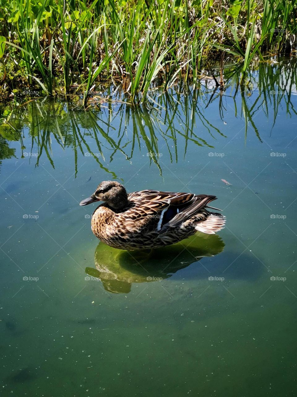 Duck in the pond. Beautiful bird. Nature. Animal world.