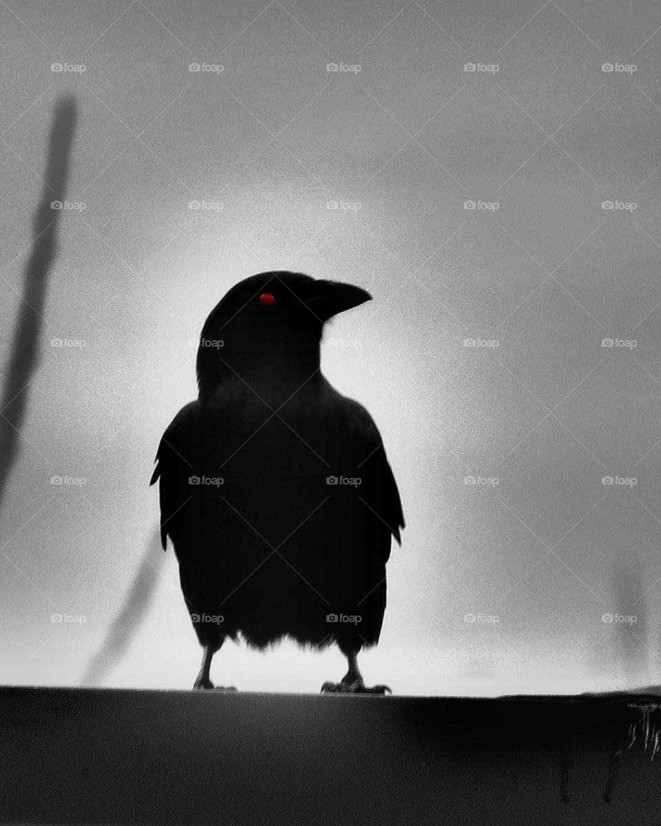 Bird, Wildlife, Blackbird, No Person, Crow