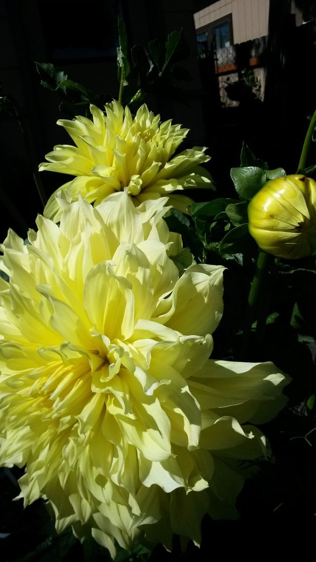 my yellow doubleheaded Dahlia2