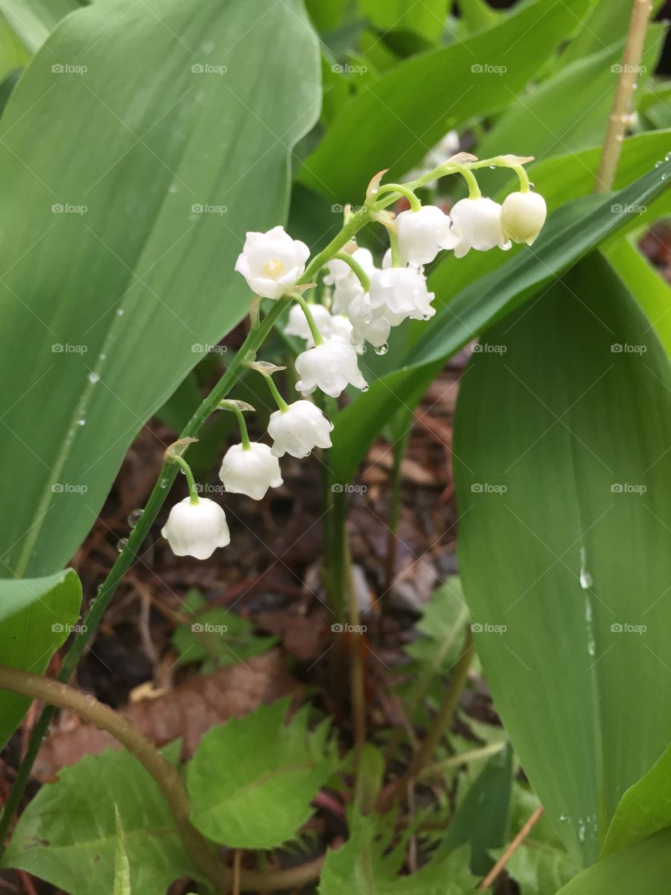 Lily of the valley