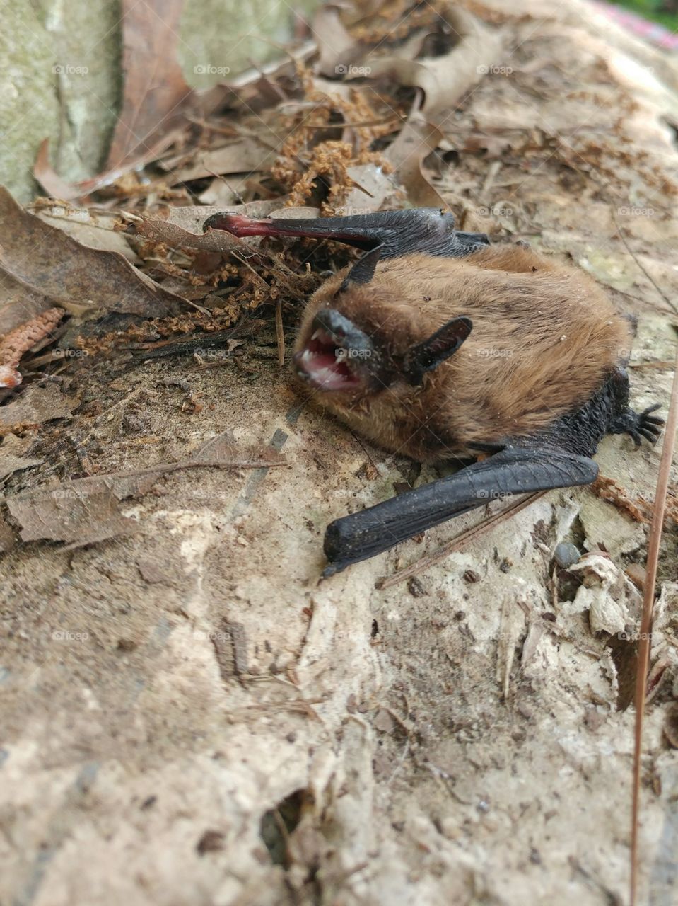 Bat